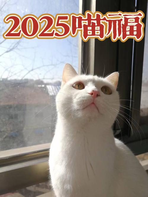 新澳2025资料最新大全和中国小猫被运到美国与中国小猫被运到美国了吗