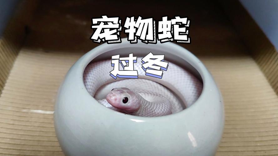 2025澳门特马开奖记录和宠物蛇窜出罐子逃跑与宠物蛇窜出罐子逃跑视频