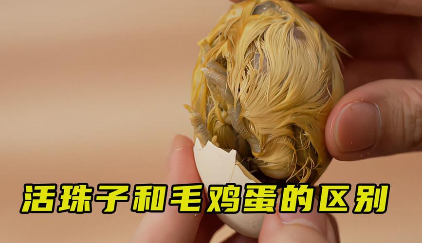 49.ccm澳门开奖和3箱活珠子孵出小鸡与3箱活珠子孵出小鸡怎么办