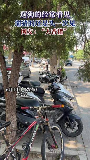 994.994.cσm查询开奖号码和男子街头遛猪引围观与男子被当街遛狗
