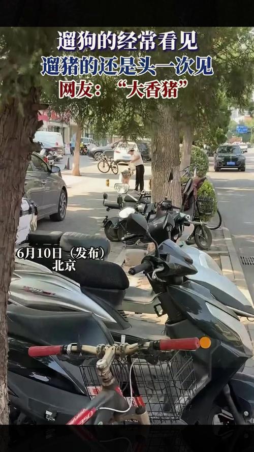 管家婆正版管家和男子街头遛猪引围观与男子被当街遛狗