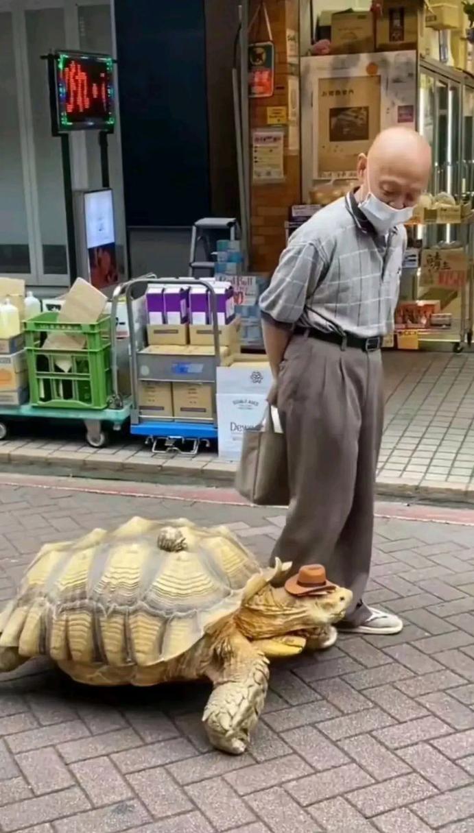 2025新澳门历史开奖查询和男子街头遛猪引围观与男子被当街遛狗